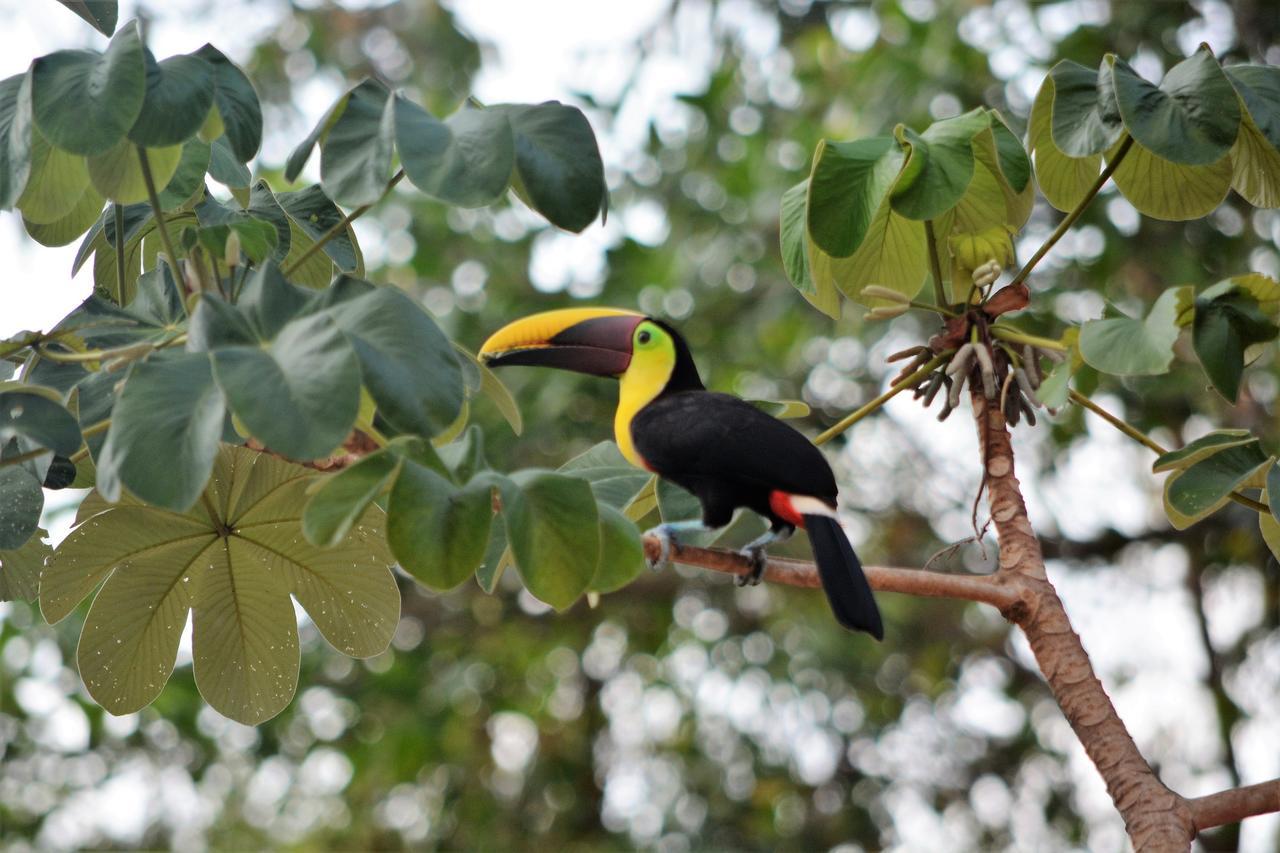 Casa Del Toucan Dominical Exteriér fotografie