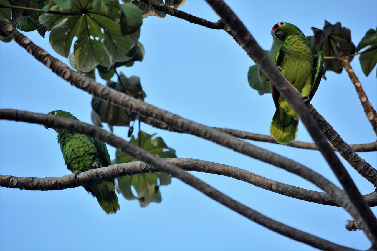 Casa Del Toucan Dominical Exteriér fotografie